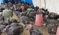 Gaziantepliler Kahramanmaraşlılara göre hindiye daha düşkün