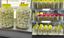 Kahramanmaraş’ın en güzel peyniri nerede üretilir?