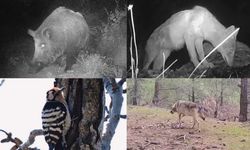 Kahramanmaraşlı bir genç yaban hayatını görüntülüyor