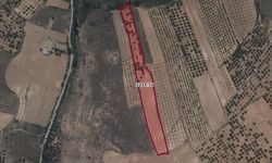 Kahramanmaraş’ta kayısı bahçesi satılıyor