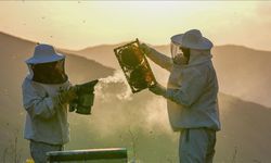 Kahramanmaraş'ta yapılan çalışmalara göre arı ölümleri artıyor