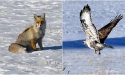 Karlı doğada kızıl tilki ile nadir görülen paçalı şahin görüntülendi