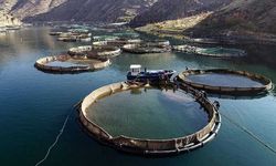 Kahramanmaraş, Su Ürünlerinde Gücünü Dünyaya Kanıtlıyor