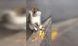 Hayvanat bahçesinden kaçan maymun yakalandı