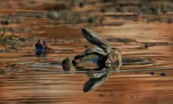 Kahramanmaraş’ta nadir görülen kaplumbağa kameraya yansıdı