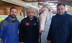 Kahramanmaraş’ta 2 Metrelik, 100 Kiloluk Yayın Balığı Yakalandı