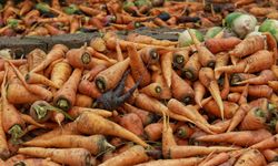 Ata Tohumu Maraş Havucu İçin Tescil Çağrısı