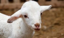 Kahramanmaraş’ta Hayvancılık Destekleri Askıya Çıkıyor