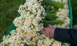 Kahramanmaraş’ta Kışın En Zarif Çiçeği Tezgahlarda Yerini Aldı