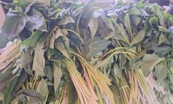 Kahramanmaraş’ın şifalı lezzeti tirşik otunun fiyatı ne kadar?