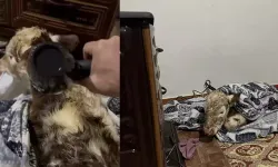 Soğuktan etkilenen buzağını evine getirip, fön makinesi ile kuruttu
