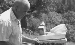 Ormanda kestiği ağacın altında kalıp öldü