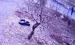 Kendisine doğru koşan köpeği tüfekle vurup öldürdü