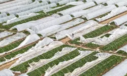 Yağmur ve hortum, sebze-meyveyi vurdu