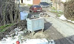 Köpeği ezen sürücü yakalandı