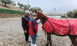 Kahramanmaraş’ta At Sağlığı İçin Veteriner Hekimler Sahada