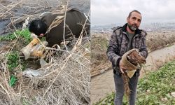 Maraş Ovası’nda Yaralı Halde Bulunan Şahin Kurtarıldı