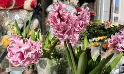 Kahramanmaraş’ta Baharın Müjdecisi Sümbül Tezgahlarda