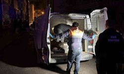 2 katlı evde çıkan yangında 26 kedi telef oldu