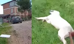Bahçesine giren sokak köpeğini tüfekle vurup öldü*rdü