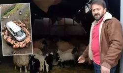 Koyunlar minibüsün etrafında dakikalarca döndü