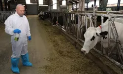 Şap hastalığında iyileşme sürecini hızlandıran bitkisel sprey üretildi