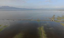 Yağışların ardından Türkoğlu'nda 20 bin dönüm arazi sular altında kaldı