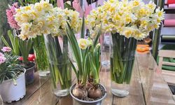 Kahramanmaraş’ta Nergis Fiyatı Düştü