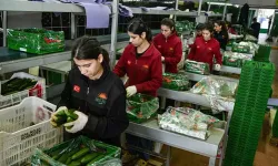 İran savaşı sonrası Türkiye'den Rusya'ya sebze ihracatı arttı