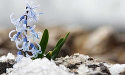 Kahramanmaraş'ta kar altından çıkan kaya sümbülü görsel şölen sunuyor