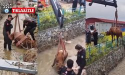 Kahramanmaraş’ta Kanala Düşen İnek Kurtarıldı
