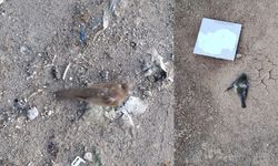Kahramanmaraş’ta olan dışı kuş ölümleri dikkat çekti