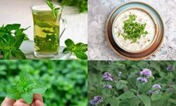 Kahramanmaraş’ta dere kenarlarında yetişiyor, sofralara kadar geliyor