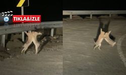 İki Tavşanın Kavga Anı Cep Telefonuyla Kaydedildi!