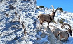 Kahramanmaraş'ta yaban keçileri görüntülendi