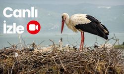 Yaren Leylek Yuvası Kamerada: Yaren ve Nazlı Anbean Yayında