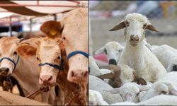 Kahramanmaraş’ta Hayvancılık Destekleri İçin Başvurular Başlayacak