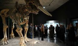 Büyükşehir, Ulu Çınarları Tarihle Buluşturdu