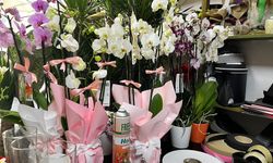 Kahramanmaraş’ta Orkide Fiyatlar Cep Yakıyor