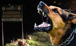 Van’da köpeklerin saldırdığı 5 yaşındaki çocuk hayatını kaybetti