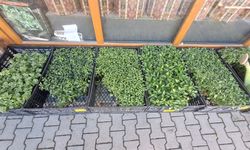 Kahramanmaraş’ta sebze fideleri uygun fiyatıyla dikkat çekiyor