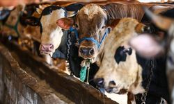 Kahramanmaraş’ta 2026 yılı kurbanlık fiyatları açıklandı