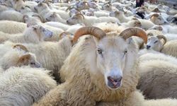 Kahramanmaraş’ta 2026 yılı kurbanlık fiyatları ne kadar olacak?