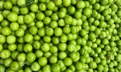 Kahramanmaraş’ta Yeşil Erikte Fiyat Geriledi