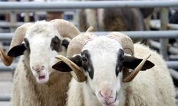 Kahramanmaraşlılara müjde: Devletten 100 koyun ve maaş gibi destek