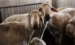 Kırsalda Bereket Küçükbaşa Destek Projesi'ne başvurular başladı