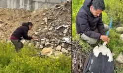 Göç yolundaki leylek tüfekle vuruldu