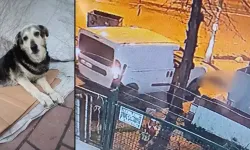 Kaldırımda yatan ‘Pakize’ isimli köpeği ezip yollarına devam ettiler