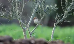 Hatay'da ilk kez Türkistan örümcekkuşu görüldü