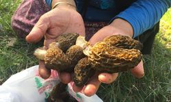 Bin 800 rakımlı dağlardan toplanıp kilosu bin 500 liradan satılıyor